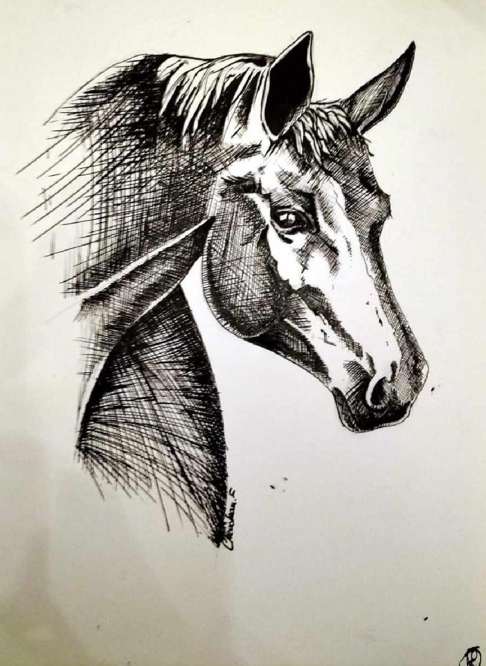 tete-de-cheval-noir-et-blanc